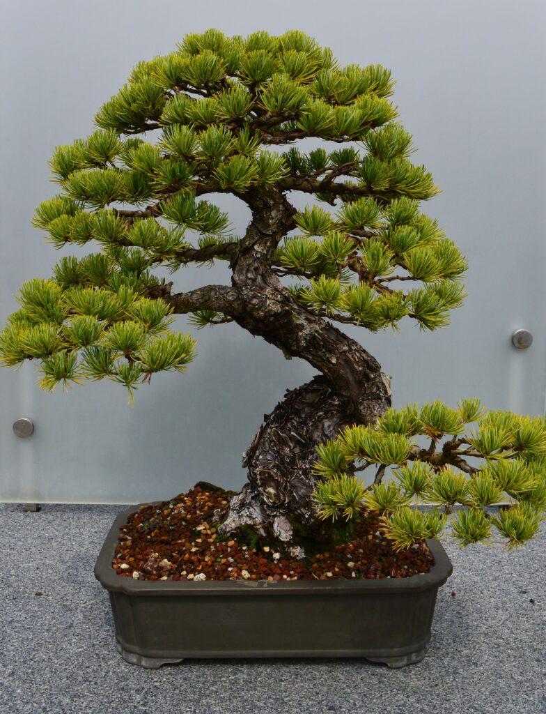Bonsai tree in container