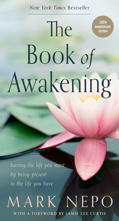 Blooming lily on a lily pad, beautiful and inviting meditation